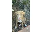 Adopt Athenea a White - with Brown or Chocolate American Pit Bull Terrier /