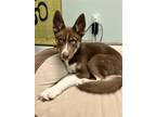 Adopt Rudie a Brown/Chocolate - with White Husky / Mixed dog in Dana Point