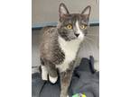 Adopt Augustus a Domestic Short Hair