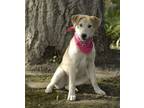 Adopt Romie a Gray/Silver/Salt & Pepper - with White Husky / Mixed dog in Dana