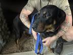 Adopt Storm a Black - with Tan, Yellow or Fawn Rottweiler / German Shepherd Dog