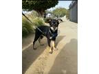 Adopt Lucy a Black - with Tan, Yellow or Fawn Australian Kelpie / Shepherd