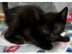 Adopt Cougar a All Black Domestic Shorthair / Domestic Shorthair / Mixed cat in