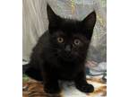 Adopt Lion a All Black Domestic Shorthair / Domestic Shorthair / Mixed cat in