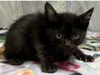 Adopt Leopard a All Black Domestic Shorthair / Domestic Shorthair / Mixed cat in