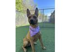 Adopt Roxy a Brown/Chocolate Mixed Breed (Small) / Mixed Breed (Medium) / Mixed