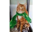 Adopt Eggs a Orange or Red Domestic Shorthair / Mixed Breed (Medium) / Mixed