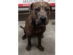 Adopt Hansel a Brown/Chocolate American Pit Bull Terrier / Mixed dog in Bowling