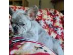 French Bulldog Puppy for sale in Cairo, MO, USA