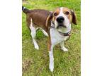 Adopt Max a Brown/Chocolate Beagle / Mixed dog in Moncks Corner, SC (41460041)