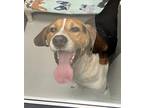 Adopt Copper a White Treeing Walker Coonhound / Mixed dog in Wisconsin Rapids