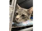 Adopt Sassafrass a Gray or Blue Domestic Shorthair / Mixed Breed (Medium) /