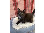 Adopt Kody a All Black Domestic Shorthair / Domestic Shorthair / Mixed cat in