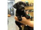 Adopt Weebles a Black Labrador Retriever / Mixed Breed (Medium) / Mixed (short