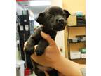 Adopt Wobbles a Black Labrador Retriever / Mixed dog in Picayune, MS (41460341)