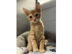 Adopt Branch a Orange or Red Domestic Shorthair / Domestic Shorthair / Mixed cat
