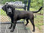 Adopt Cal a Black Retriever (Unknown Type) / Mixed dog in Moncks Corner