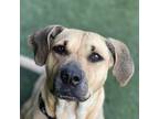 Adopt Nala a Tan/Yellow/Fawn Hound (Unknown Type) / Mixed dog in Sacramento