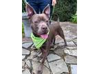 Adopt Hera a Merle American Pit Bull Terrier / Mixed Breed (Medium) / Mixed