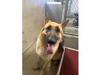 Adopt Koomo a Brown/Chocolate German Shepherd Dog / Mixed dog in Sullivan