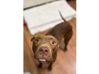 Adopt Broly* a Brown/Chocolate American Pit Bull Terrier / Mixed Breed (Medium)