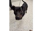 Adopt PEACHES a Black Labrador Retriever / Mixed dog in Atlanta, GA (41459967)