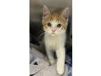 Adopt Choo-Choo a White Domestic Mediumhair / Domestic Shorthair / Mixed cat in