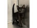 Adopt Brink a All Black Domestic Shorthair / Domestic Shorthair / Mixed cat in