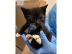 Adopt Rocky a All Black Domestic Shorthair / Domestic Shorthair / Mixed cat in