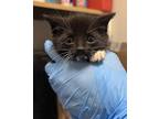 Adopt Tum Tum a All Black Domestic Shorthair / Domestic Shorthair / Mixed cat in