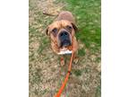 Adopt Jacks a Tan/Yellow/Fawn Boxer / Mixed dog in Knoxville, TN (40686376)