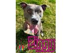 Adopt Ziggy a Gray/Blue/Silver/Salt & Pepper Mixed Breed (Large) / Mixed dog in
