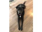 Adopt Jet a Black Mixed Breed (Large) / Mixed dog in Saskatoon, SK (41460321)