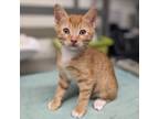 Adopt JAQ a Orange or Red Tabby Domestic Shorthair (short coat) cat in Tucson