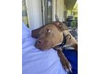 Adopt Queen a Red/Golden/Orange/Chestnut - with White American Pit Bull Terrier