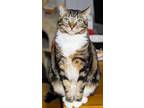 Adopt Tara a Brown Tabby American Shorthair / Mixed (short coat) cat in Woodland