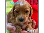 Goldendoodle Puppy for sale in North Adams, MI, USA