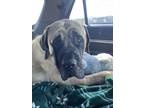 Adopt Tank a Tan/Yellow/Fawn Mastiff / Mixed dog in Boise, ID (41460175)