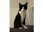 Adopt Hamachi a Black & White or Tuxedo Domestic Shorthair (short coat) cat in