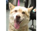 Adopt Bradley a Siberian Husky / Mixed dog in Raleigh, NC (41460167)