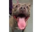 Adopt Donatella a American Staffordshire Terrier / Mixed dog in Raleigh