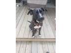 Adopt Ripley a Black Labrador Retriever / Mutt / Mixed dog in Haslett