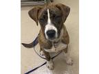 Adopt 18835 a Boxer / Mixed dog in Covington, GA (41460160)