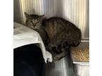 Adopt 18836 a Domestic Shorthair / Mixed cat in Covington, GA (41460159)