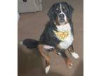 Adopt Zeus NJ a Bernese Mountain Dog