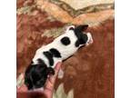 Basset Hound Puppy for sale in Lynchburg, VA, USA