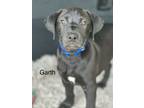 Adopt Garth a Labrador Retriever