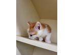 Adopt 55917342 a Orange or Red Domestic Shorthair / Domestic Shorthair / Mixed