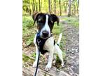 Adopt Frank a Tricolor (Tan/Brown & Black & White) Retriever (Unknown Type) dog