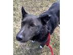 Adopt Trip a Black Shepherd (Unknown Type) / Mixed dog in Everett, ON (41045380)